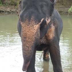 Bain des éléphants à Sigiriya